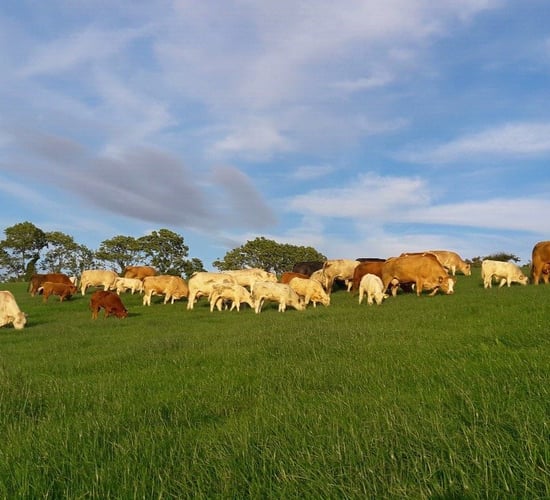 'The best investment in the farm is in grassland management'
