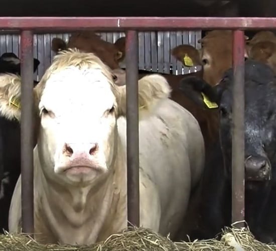 Don't ignore the benefits of a feed additive to your farm's bottom line