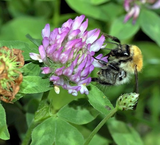 Farmers urged to make their land more pollinator-friendly