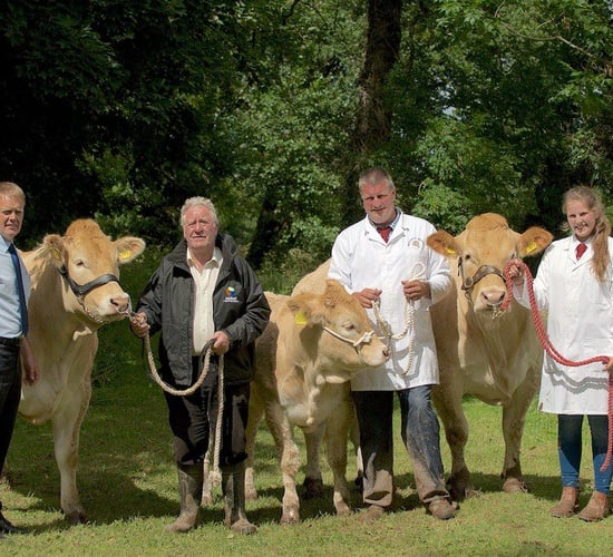 Some like them Blonde: Behind the scenes at NI's top Blonde herds