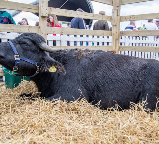 Cork buffalo farmer seeks partnerships