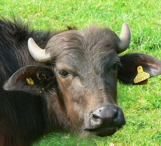 Macroom buffalo farmer to say 'ciao' in Aldi marquee at Ploughing