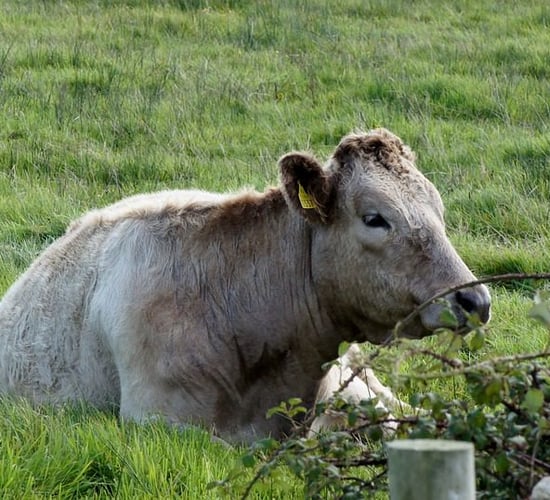 Train line closed over weekend due to injured cow