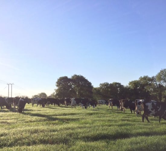 Grass advice: Don't generalise your closing cover targets
