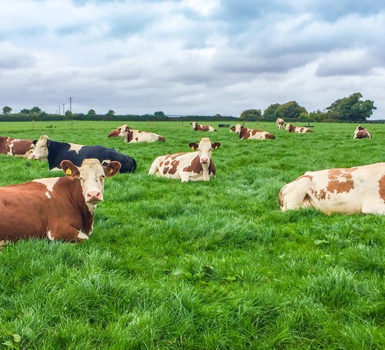 Financial pressure piles on stress for farming women