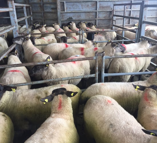 Sheep trade: Prices remain under pressure this week