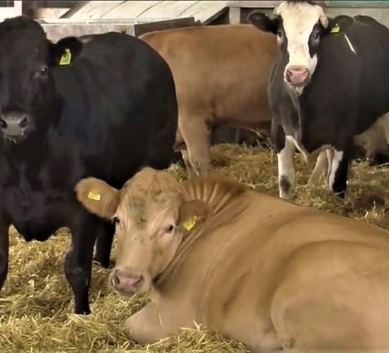 Finishing spring-born bulls – talk to your processor now