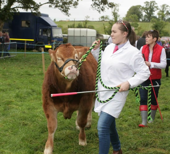 Agricultural show in the west of Ireland enters its 113th year