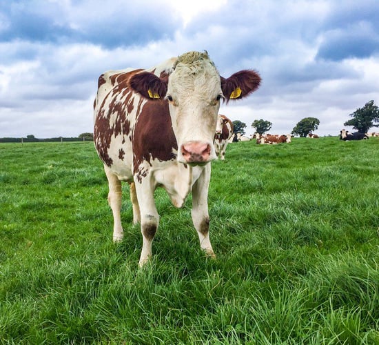 Delivering the goods on two fronts with a Montbeliarde herd