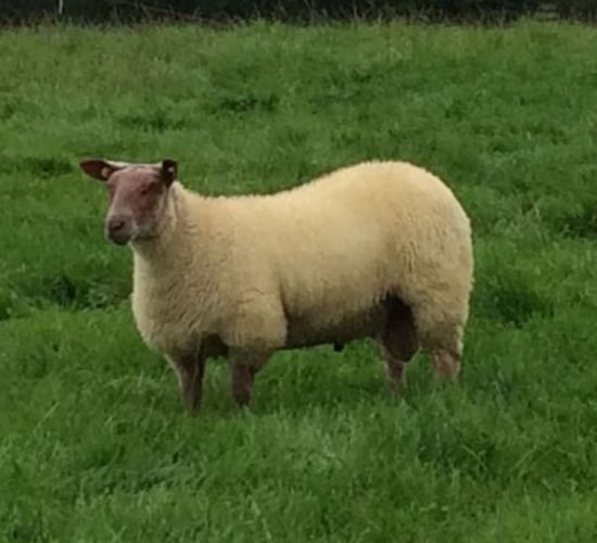 Sheep Census 2018: One week left to submit online forms