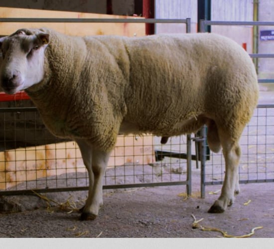 'Sheep genomic testing too important to let fall by the wayside'