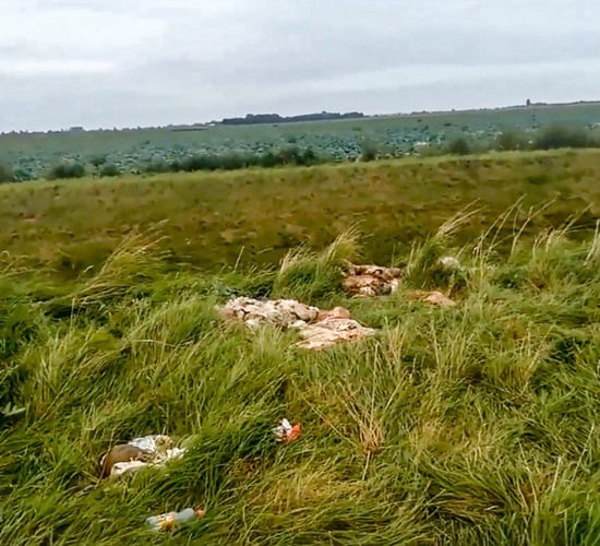 Video: UK dog walker finds butchered sheep dumped