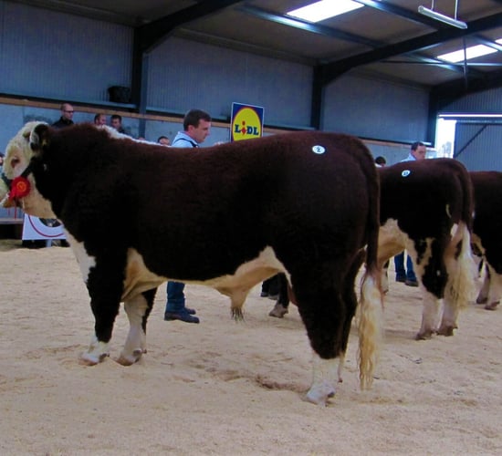 Pics: Large crowds and big money at Hereford show and sale