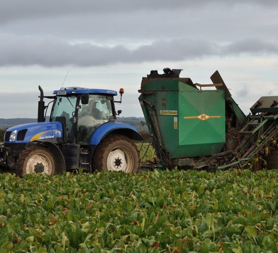 'Mixing beet and maize in the pit growing in popularity'