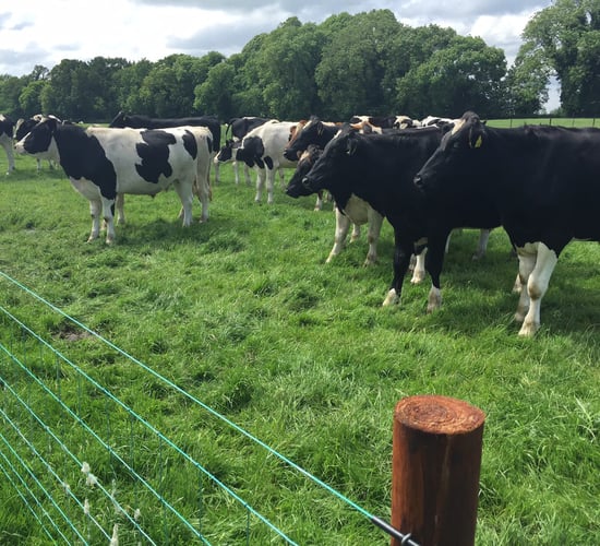 Is there money to be made in black and white beef this winter?