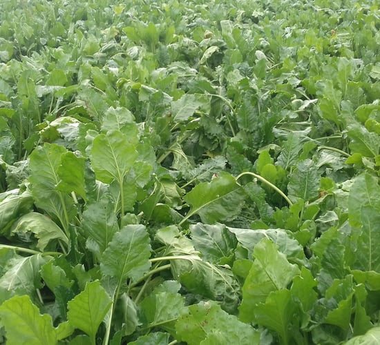 'Beet is the cheapest conserved forage to grow'
