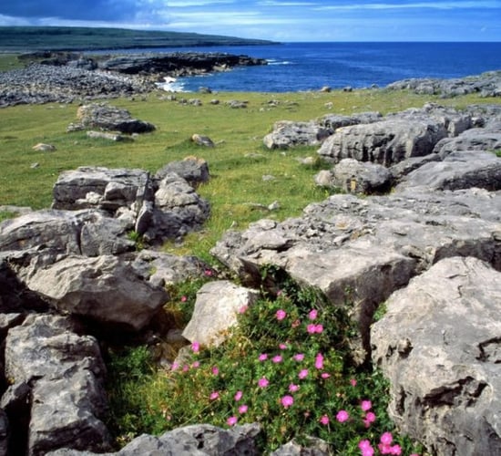 Nature organisation blames CAP for 'biodiversity decline'