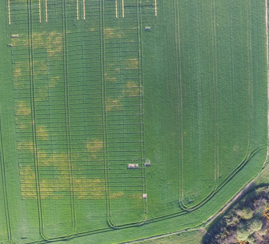 How best to manage BYDV threat in winter cereals