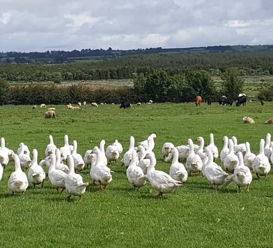 Meet the Roscommon family with the open house for fostering and social farming