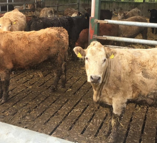 Continental breeds prove popular at marts across country