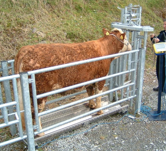 €1,900 weighing scales up for grabs in Farm Free 2017