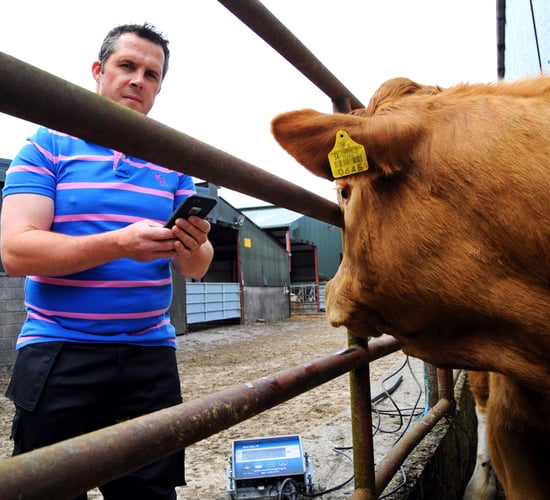 Which calf breed comes out on top for average daily weight gain?