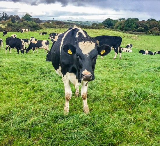 Executing the plan perfectly on a Co. Sligo dairy farm