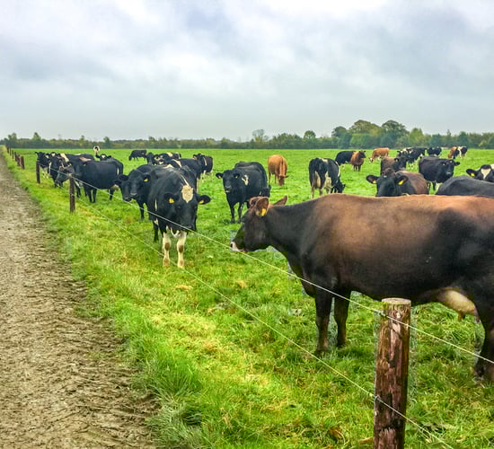 Dairy focus: Achieving a lifelong ambition on a greenfield site in Co. Offaly