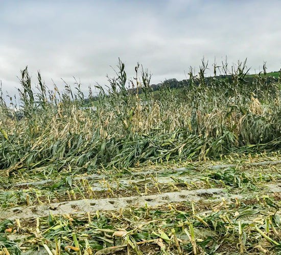 Storm-battered maize proving difficult to harvest