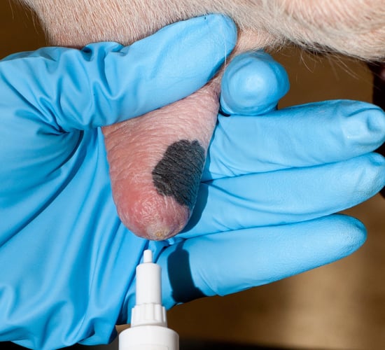 Over 30 dry cow syringes discovered along Cork roadside