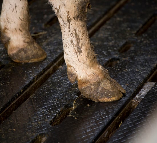 Livestock 'seized for further examination' following searches