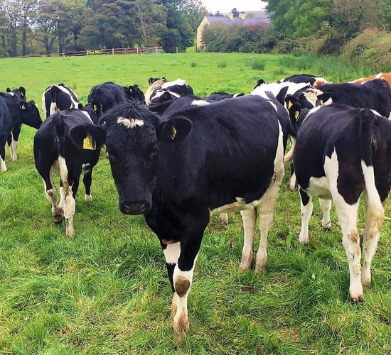 New research reveals what the optimum age at first calving is