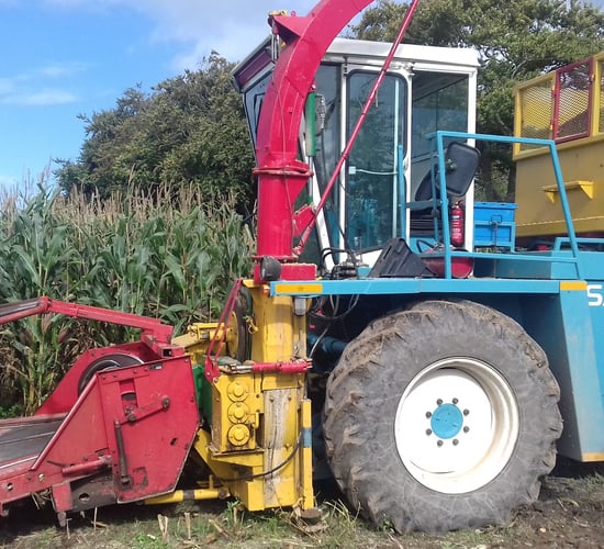 Maize harvest kicking into gear - in a north-bound trajectory