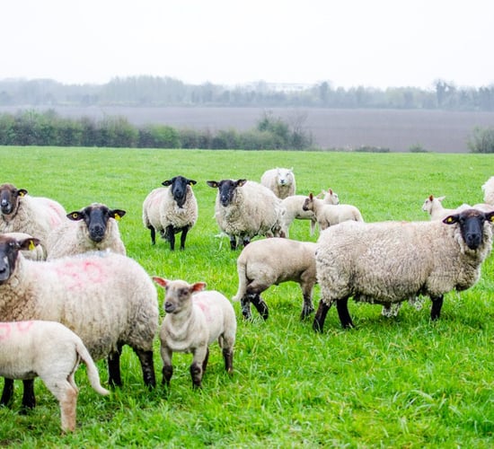 CLiK™ EXTRA breaks new ground in the development of blowfly strike prevention