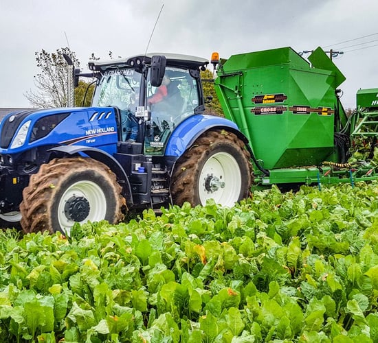 Fodder trade: How much is beet making in your area?