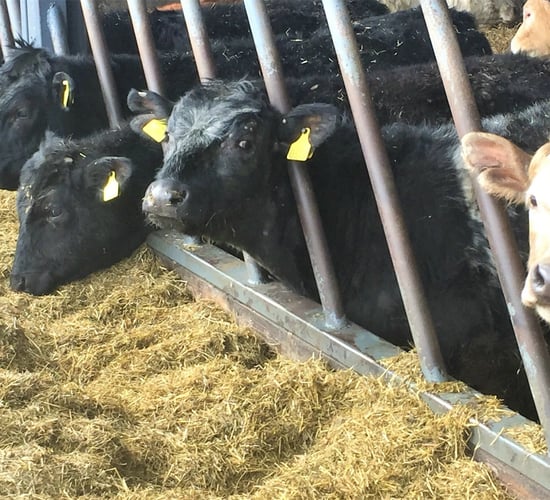 'Beef carcase weights could decline even further in 2018'