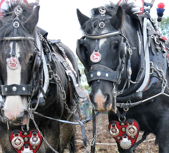 Horsepower: 'It's like an athlete - the more often you do it, the better you get'