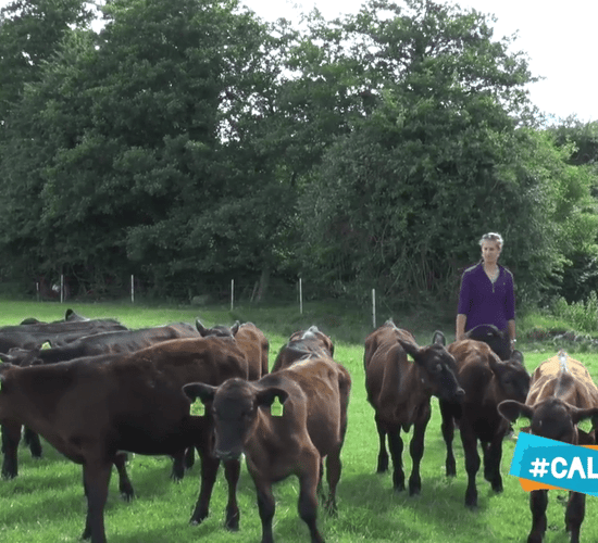 7 top tips for calf pneumonia vaccination