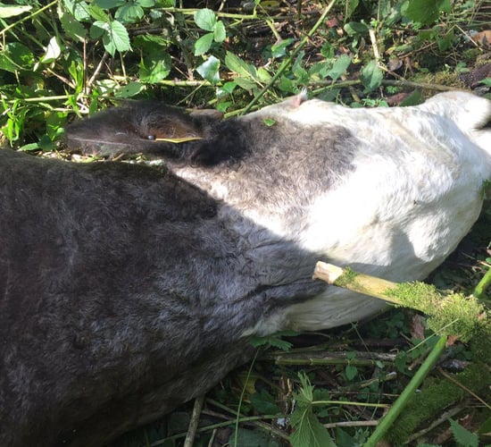 Farmer shocked to find cow strangled to death in 'barbaric crime'