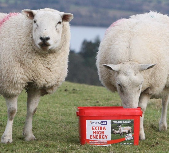 Don't ignore the mid-pregnancy nutrition of your ewes