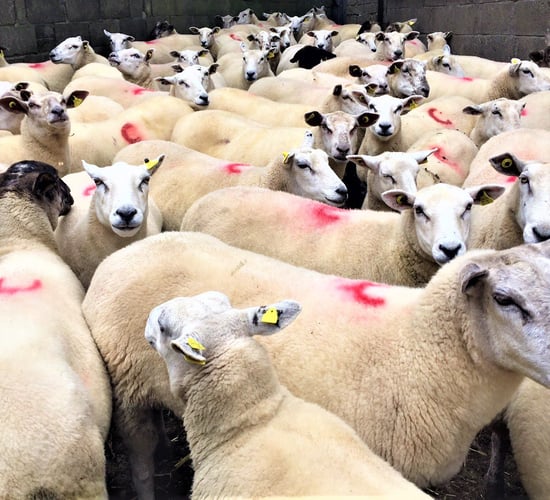 Be on the watch out for twin lamb disease
