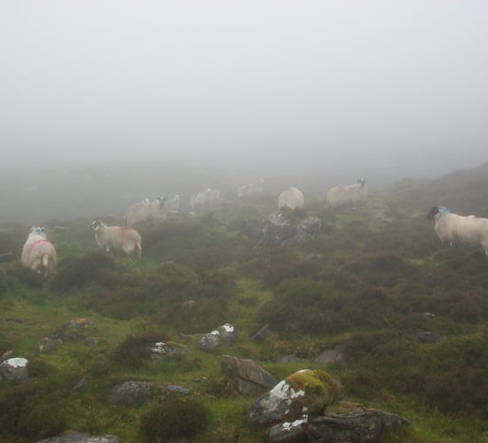Met Éireann issues fog warning for Munster