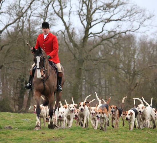 Poll shows fox hunting low on voters' agenda - Countryside Alliance