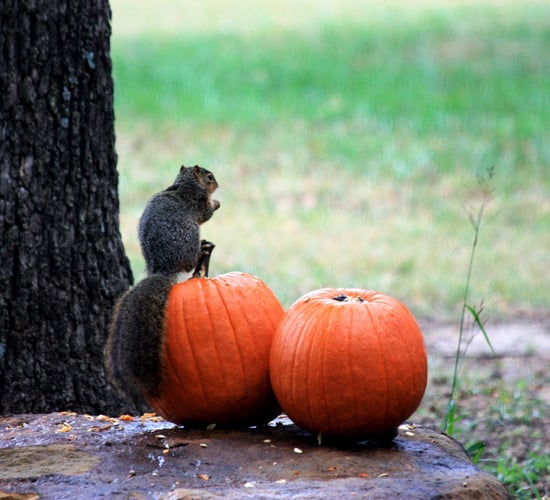 Over 100,000 pumpkins to be sold in SuperValu outlets this Halloween