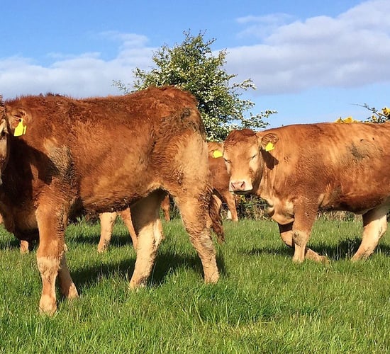 80% of beef heifers fail to meet calving-age targets