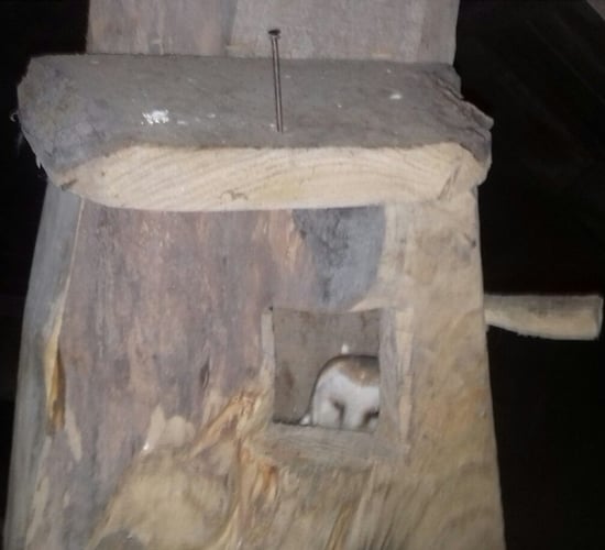 Barn owl bonus for Galway family on outbuilding conservation drive