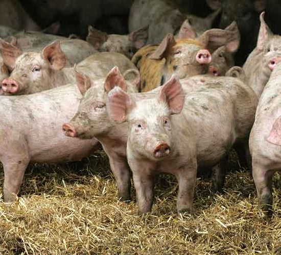'Green' farm subsidies could include better housing and intact tail payments