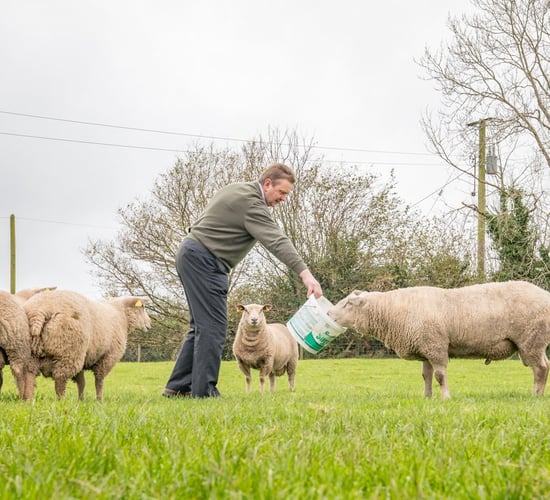 Sheep focus: Over two decades of Charollais breeding in the heart of dairy country
