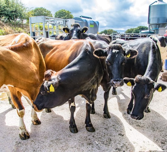 Tackling the labour challenge with automation on a 400-cow dairy farm