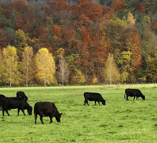 1,000 pedigree Angus heifers wanted for export